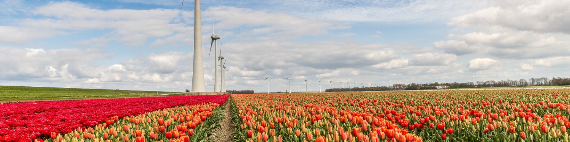 beautiful-shot-different-types-flower-field-with-windmills-distance